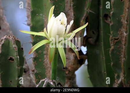 Weiße Mandacaru Blume (Cereus jamacaru) mit Kaktus im Hintergrund. Conceição do coité, Bahia, Brasilien Stockfoto