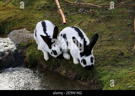 Niedliches schwarz-weiß gefärbtes Kaninchen mit einigen schwarzen Punkten und schwarzen Teilen. Liebenswert und flauschig Haustier im Freien in einem Park an einem sonnigen Tag fotografiert. Stockfoto