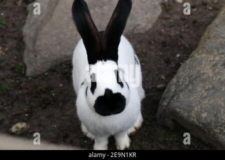 Niedliches schwarz-weiß gefärbtes Kaninchen mit einigen schwarzen Punkten und schwarzen Teilen. Liebenswert und flauschig Haustier im Freien in einem Park an einem sonnigen Tag fotografiert. Stockfoto