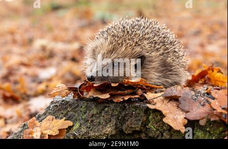 Igel, Wissenschaftlicher Name: Erinaceus Europaeus. Wilder, einheimischer, europäischer Igel im Winter, gegenüber links auf einem Baumstumpf mit frostigen goldenen Eichenblättern Stockfoto