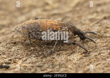 Eines der vielen Rüsselkäfer aus Südfrankreich Stockfoto