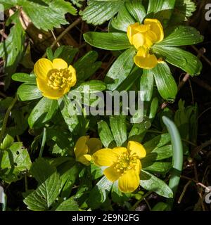 Nahaufnahme des gelben Winter Aconitum Blumen in einem Garten Cheshire England Vereinigtes Königreich UK Eranthis Hyemalis Stockfoto