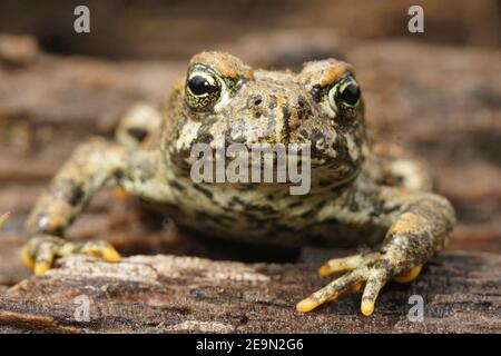 Frontale Nahaufnahme einer juvenilen Westkröte, Anaxyrus boreas Stockfoto