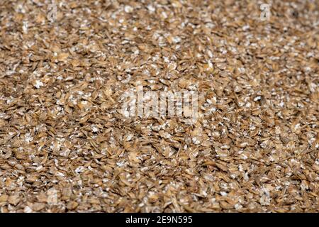 Nahaufnahme von gemahlener Gerste (hordeum vulgare) Stockfoto