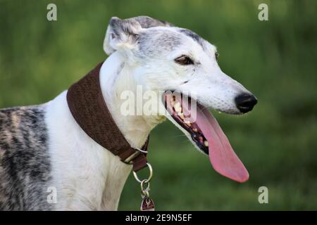 Spanisch Galgo (spanischer Windhund) Stockfoto