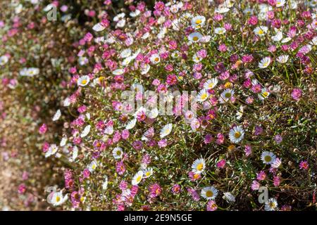 Spanische Gänseblümchen (erigeron karvinskianus), die aus einer Wand wachsen Stockfoto