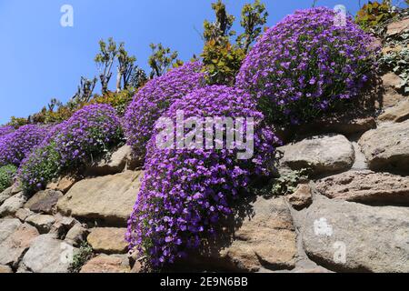 Purpurkresse (Aubrieta deltoidea) Stockfoto