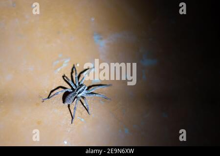 Eine große gruselige Spinne sitzt auf dem Boden des Hauses, in der Nähe einer dunklen Ecke mit einem Kopierraum Stockfoto