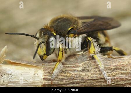 Nahaufnahme einer männlichen gemeinen Carder Biene, Anthidium manicatum Stockfoto