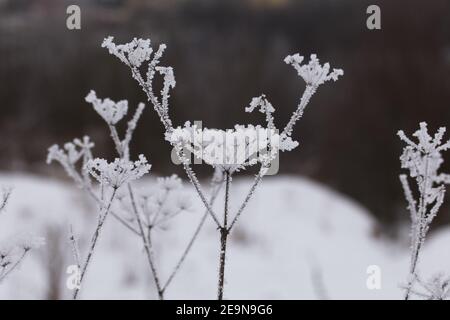 Getrocknete Pflanzen in einem Winterpark. Die Pflanzen sind mit wunderschönen Schneemustern bedeckt. Nahaufnahme. Stockfoto