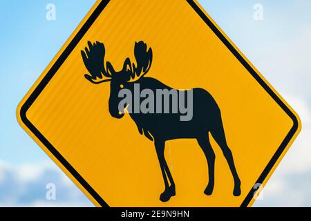 Nahaufnahme von Moose Crossing Road Sign Stockfoto