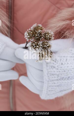 Eine Frau in weißen Handschuhen hält eine getrocknete Pflanze in ihren Händen. Die Pflanze ist mit Frost bedeckt. Stockfoto