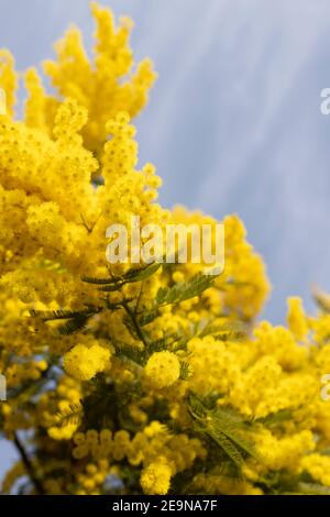 Zweige der Mimosen Blumen , für Frauen Tag Stockfoto