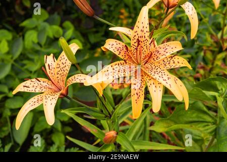 Schöner Duft Blume im Frühling Stockfoto