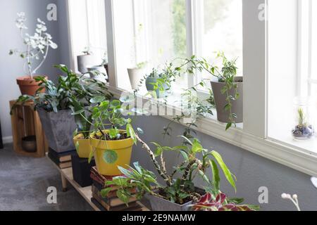 Zimmerpflanzen in Töpfen im Fenster eines Hauses. Stockfoto