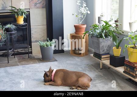 Ein Hund, der auf dem Boden eines Zimmers mit Zimmerpflanzen schläft. Stockfoto