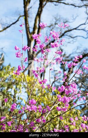Rhododendron mucronulatum - koreanischer Rhododendron. Stockfoto