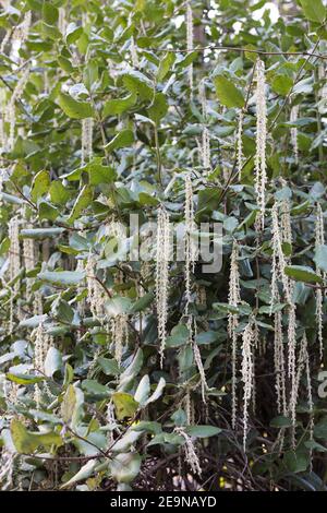 Garrya elliptica - die Küste seidene Quaste. Stockfoto