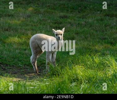 Ein neugieriger Baby Alpaka hebt seinen Kopf auf, während sie auf einer Farm im südlichen New Hampshire grasen. Das Fell der Alpakas sorgt für Wärme für Kleidung. Stockfoto