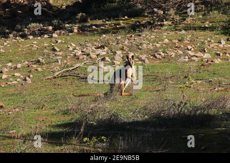 Ein gelbfüßiges Felswallaby in den Flinders Ranges, Südaustralien Stockfoto