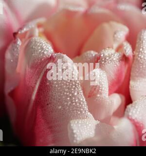 Romantisches Bild einer Blume nach dem Regen. Die Blütenblätter einer rosa und weiß gefärbten Tulpe mit Wassertropfen bedeckt. Stockfoto