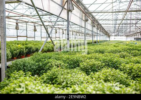 Reihen von jungen Blumen im Gewächshaus mit viel Zimmerpflanzen auf der Plantage Stockfoto
