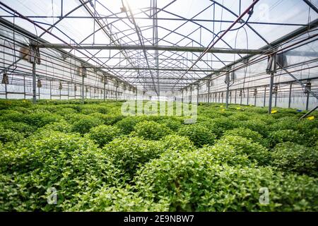 Reihen von jungen Blumen im Gewächshaus mit viel Zimmerpflanzen auf der Plantage Stockfoto
