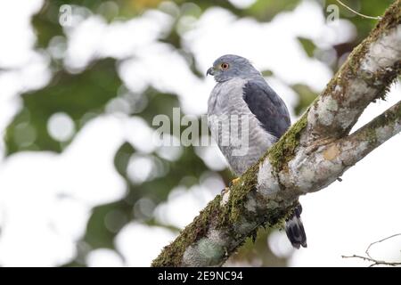 Zweizackiger Drachen, Harpagus bidentatus, Erwachsener, der im tropischen Wald thront, Ecuador, 2. November 2013 Stockfoto