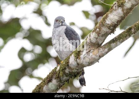 Zweizackiger Drachen, Harpagus bidentatus, Erwachsener, der im tropischen Wald thront, Ecuador, 2. November 2013 Stockfoto