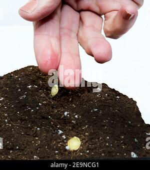 Vertikaler Schuss einer Hand, die Samen in den Boden auf weiß isoliert. Stockfoto