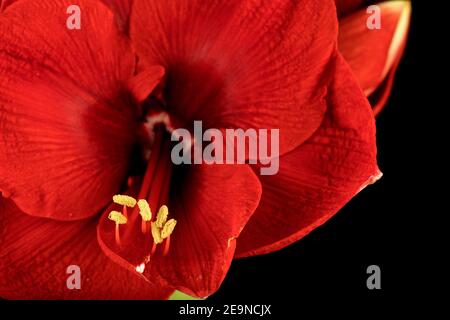 Nahaufnahme einer roten Amaryllis Blume auf schwarzem Hintergrund. Amaryllis sind bekannt als Belladonna, Jersey Lilie, Amarillo oder Marsch Lilie. Stockfoto