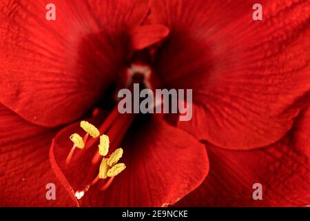 Nahaufnahme einer roten Amaryllis Blume auf schwarzem Hintergrund. Amaryllis sind bekannt als Belladonna, Jersey Lilie, Amarillo oder Marsch Lilie. Stockfoto