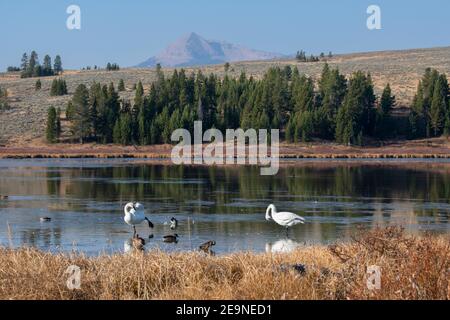 Nordamerika, Wyoming, Yellowstone National Park, Swan Lake. Trompeter Schwäne (Cygnus buccinator) und Enten. Stockfoto