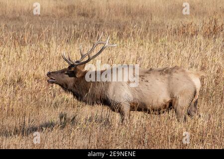 Nordamerika, Wyoming, Yellowstone National Park, Madison. Männlicher nordamerikanischer Elch (WILD: Cervus elaphus) ruft (bugling). Stockfoto