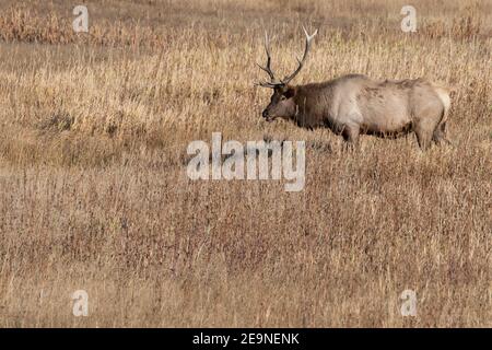 Nordamerika, Wyoming, Yellowstone National Park, Madison. Männlicher nordamerikanischer Elch (WILD: Cervus elaphus) ruft (bugling). Stockfoto