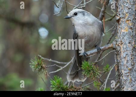 Nordamerika, Wyoming, Yellowstone National Park. Grey jay aka Canada jay, Camp Robber oder Whiskey Jack (Perisoreus canadensis) Stockfoto