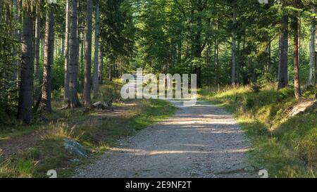 Schotterweg durch den Wald im Riesengebirge bei Szklarska Poreba in Polen Stockfoto