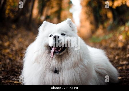 Nahaufnahme Porträt eines verspielten weißen flauschigen Samoyed Hund liegend Im Freien in einem Herbstpark Stockfoto