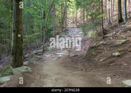 Felsiger gelber Fußweg durch den Wald im Riesengebirge In der Nähe von Szklarska Poreba in Polen Stockfoto