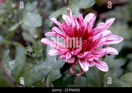 Chrysantheme ‘Stellini’ Stellini Chrysantheme – weiße Blüten stark violett gestreift, Februar, England, Großbritannien Stockfoto