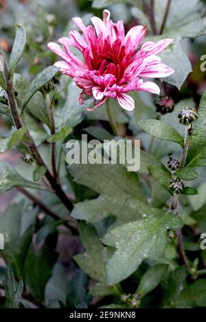Chrysantheme ‘Stellini’ Stellini Chrysantheme – weiße Blüten stark violett gestreift, Februar, England, Großbritannien Stockfoto
