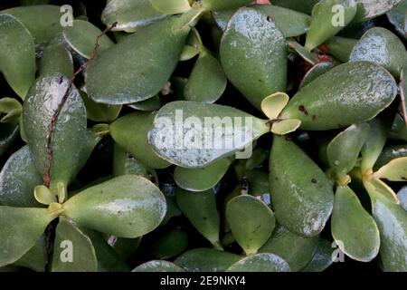 Crassula ovata Jadepflanze – dicke fleischige Jade grüne löffelförmige Blätter, Februar, England, Großbritannien Stockfoto
