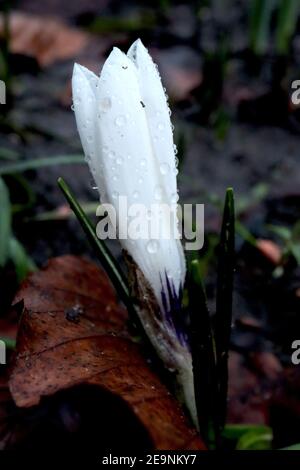 Crocus vernus ‘Jeanne d’Arc’ Crocus Joan of Arc – blühende Knospe von reinweißen Krokus mit sehr hellen Fliederadern, Februar, England, Großbritannien Stockfoto