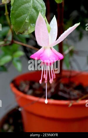 Fuchsia ‘Champagne Cebarum’ Champagne Cebarum Fuchsia – hängende Blumen mit weißen, hochgeweckten Blütenblättern und magentarrosafarbenen Blütenblättern, Februar, England, Stockfoto