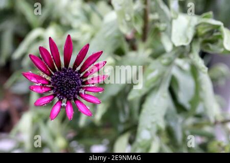 Osteospermum ecklonis ‘Tradewinds Deep Purple’ dunkelviolette afrikanische Gänseblümchen – Regen verwüstet violette Gänseblümchenähnliche Blume mit schwarzem Zentrum, Februar, England, Stockfoto