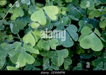 Oxalis acetosella mittelgrüne herzförmige Blätter, Februar, England, Großbritannien Stockfoto