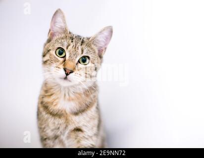 Eine niedliche gestromte Kurzhaarkatze, die mit der Kamera anschaut Eine Kopfneigung Stockfoto