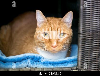 Eine orange gestromte Kurzhaarkatze, die auf einer blauen Decke liegt Stockfoto