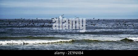 Panoramabild von Vögeln, die tief über die Meeresoberfläche fliegen, Angeln. Stockfoto
