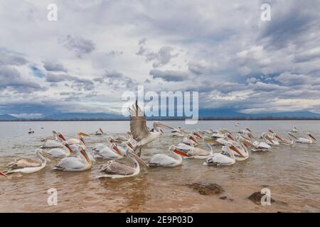 Pelikane (Pelecanus crispus) im Kerkini-See in Nordgriechenland Stockfoto